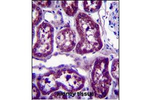 DPYS Antibody (C-term) (ABIN657357 and ABIN2846407) immunohistochemistry analysis in formalin fixed and paraffin embedded human kidney tissue followed by peroxidase conjugation of the secondary antibody and DAB staining. (DPYS antibody  (C-Term))