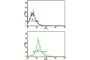 Flow cytometric analysis of NCI-H292 cells using SOX-2 antibody (bottom histogram) compared to a negative control cell (top histogram). (SOX2 antibody  (AA 89-119))