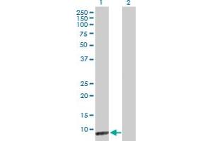 Western Blot analysis of CARD18 expression in transfected 293T cell line by CARD18 MaxPab polyclonal antibody. (CARD18 antibody  (AA 1-90))