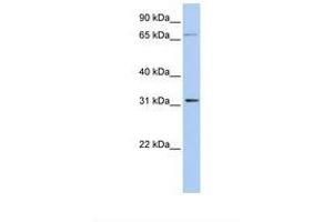 Image no. 1 for anti-Isopentenyl-Diphosphate delta Isomerase 1 (IDI1) (AA 146-195) antibody (ABIN6738985) (IDI1 antibody  (AA 146-195))