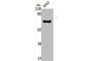 Western Blot analysis of K562 cells using CREB3L2 Polyclonal Antibody