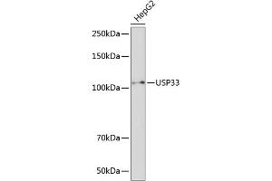 Western blot analysis of extracts of HepG2 cells, using USP33 Polyclonal Antibody (ABIN7271157) at 1:1000 dilution. (USP33 antibody  (AA 290-400))
