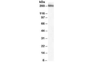 Western blot testing of human liver lysate with MYO9B antibody at 2ug/ml. (MYO9B antibody)
