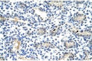Immunohistochemical staining (Formalin-fixed paraffin-embedded sections) of human lung with BLZF1 polyclonal antibody  at 4-8 ug/mL working concentration. (BLZF1 antibody  (N-Term))