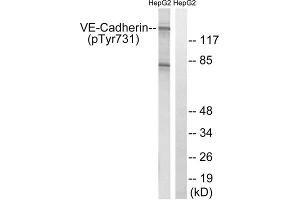 Western blot analysis of extracts from HepG2 cells, treated with Na3VO4 (0. (Cadherin 5 antibody  (pTyr731))