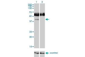 Western blot analysis of CD33 over-expressed 293 cell line, cotransfected with CD33 Validated Chimera RNAi (Lane 2) or non-transfected control (Lane 1). (CD33 antibody  (AA 1-364))
