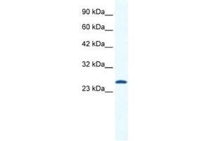 Western Blotting (WB) image for anti-Calcium Channel, Voltage-Dependent, gamma Subunit 6 (CACNG6) antibody (ABIN2461142) (CACNG6 antibody)