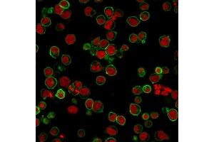 Immunofluorescence (IF) image for anti-Protein tyrosine Phosphatase, Receptor Type, C (PTPRC) antibody (ABIN6940466)