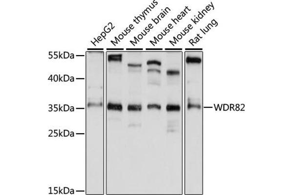 WDR82 antibody  (AA 174-313)