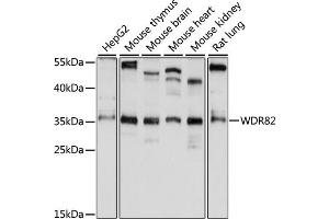 Western blot analysis of extracts of various cell lines, using WDR82 antibody (ABIN7271362) at 1:1000 dilution. (WDR82 antibody  (AA 174-313))