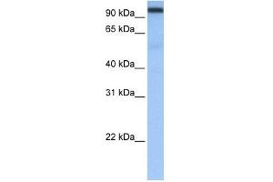 CPSF2 antibody used at 0. (CPSF2 antibody  (N-Term))