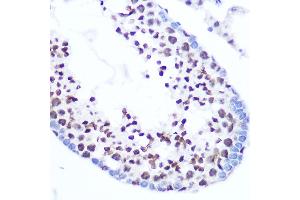 Immunohistochemistry of paraffin-embedded mouse testis using SRSF7 Rabbit pAb (ABIN7270548) at dilution of 1:100 (40x lens). (SFRS7 antibody  (AA 60-120))
