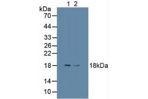 Figure. (HMGN1 antibody  (AA 14-100))