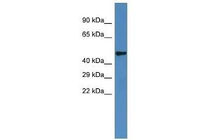 Western Blot showing Irx6 antibody used at a concentration of 1. (IRX6 antibody  (Middle Region))