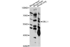 Western blot analysis of extracts of various cell lines, using CBLL1 antibody (ABIN6292394) at 1:1000 dilution.