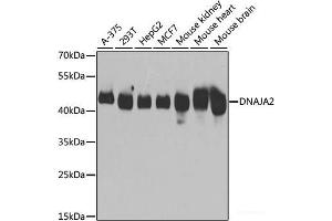 Western blot analysis of extracts of various cell lines using DNAJA2 Polyclonal Antibody at dilution of 1:3000. (DNAJA2 antibody)