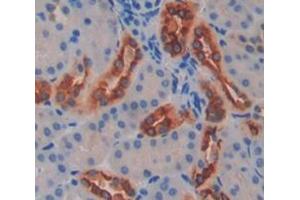 IHC-P analysis of Mouse Tissue, with DAB staining. (FUT8 antibody  (AA 206-575))