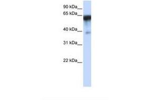 Image no. 1 for anti-Kin of IRRE Like 1 (NEPH1) (AA 432-481) antibody (ABIN6738354) (KIRREL antibody  (AA 432-481))