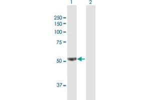 Western Blot analysis of PFKFB3 expression in transfected 293T cell line by PFKFB3 MaxPab polyclonal antibody.