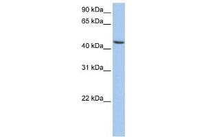 Western Blotting (WB) image for anti-Aldehyde Dehydrogenase 3 Family, Member B1 (ALDH3B1) antibody (ABIN2459737) (ALDH3B1 antibody)