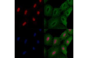 ABIN6258629 and ABIN6275742 staining  cells by IF/ICC. (Elf4 antibody  (Internal Region))