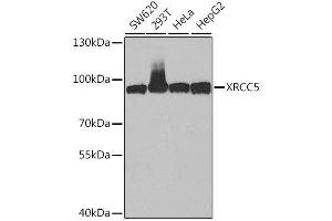 Western blot analysis of extracts of various cell lines, using XRCC5 antibody. (XRCC5 antibody  (AA 543-732))