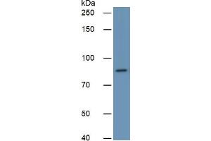 Rabbit Capture antibody from the kit in WB with Positive Control:  Human 293T Cells. (PLAA ELISA Kit)
