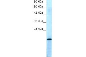 WB Suggested Anti-PC4 Antibody Titration:  0. (SUB1 antibody  (Middle Region))