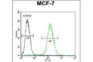 ABHDB Antibody (Center) (ABIN653369 and ABIN2842841) flow cytometric analysis of MCF-7 cells (right histogram) compared to a negative control cell (left histogram). (ABHD11 antibody  (AA 176-205))