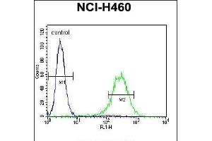 ENPEP Antibody (C-term) (ABIN656026 and ABIN2845400) flow cytometric analysis of NCI- cells (right histogram) compared to a negative control cell (left histogram). (ENPEP antibody  (C-Term))