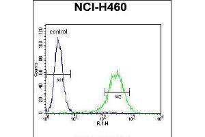 ENPEP Antibody (C-term) (ABIN656026 and ABIN2845400) flow cytometric analysis of NCI- cells (right histogram) compared to a negative control cell (left histogram).