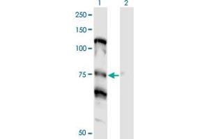 Western Blot analysis of NOLC1 expression in transfected 293T cell line by NOLC1 monoclonal antibody (M01), clone 3F8. (NOLC1 antibody  (AA 590-699))