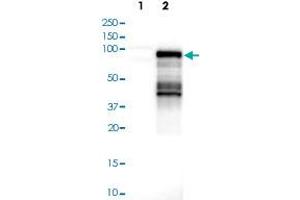 Western blot analysis of Lane 1: Negative control (vector only transfected HEK293T lysate); Lane 2: Over-expression lysate (Co-expressed with a C-terminal myc-DDK tag (~3. (AF9 antibody)