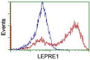 HEK293T cells transfected with either RC222535 overexpress plasmid (Red) or empty vector control plasmid (Blue) were immunostained by anti-LEPRE1 antibody (ABIN2455943), and then analyzed by flow cytometry. (LEPRE1 antibody)