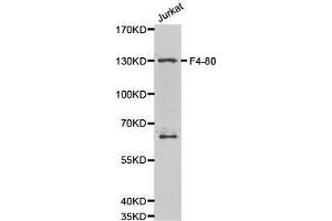 Western Blotting (WB) image for anti-Egf-Like Module Containing, Mucin-Like, Hormone Receptor-Like 1 (EMR1) antibody (ABIN2650911) (F4/80 antibody)