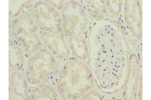 Immunohistochemistry of paraffin-embedded human kidney tissue using ABIN7142431 at dilution of 1:100 (MRPL49 antibody  (AA 1-166))