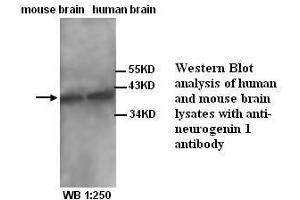 Image no. 1 for anti-Neurogenin 1 (NEUROG1) (N-Term) antibody (ABIN791013) (Neurogenin 1 antibody  (N-Term))