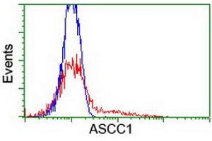 HEK293T cells transfected with either RC201872 overexpress plasmid (Red) or empty vector control plasmid (Blue) were immunostained by anti-ASCC1 antibody (ABIN2455148), and then analyzed by flow cytometry. (ASCC1 antibody)