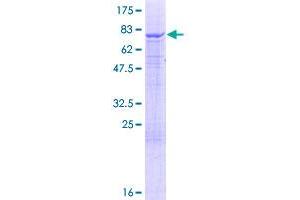 IQCB1 Protein (AA 1-465) (GST tag)