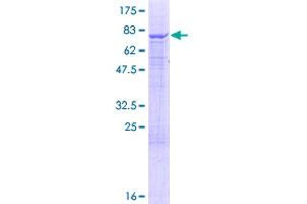 IQCB1 Protein (AA 1-465) (GST tag)