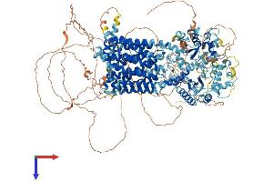 AlphaFold protein structure predicition of Human Recombinant DISP2 Protein, UniprotID A7MBM2 (DISP2 Protein (AA 1-1401) (His tag))