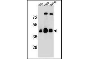 Western blot analysis of OR4C13 Antibody (N-term) in 293, Hela, Jurkat cell line lysates (35ug/lane).