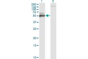Western Blot analysis of ATF4 expression in transfected 293T cell line by ATF4 monoclonal antibody (M01), clone 2B3. (ATF4 antibody  (AA 171-270))