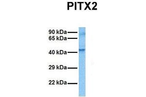 Western Blotting (WB) image for anti-Paired-Like Homeodomain 2 (PITX2) (N-Term) antibody (ABIN2776373)