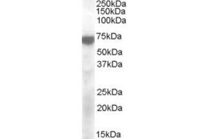 ABIN263168 (2µg/ml) staining of Cerebellum lysate (35µg protein in RIPA buffer). (KCNQ4 antibody  (Internal Region))