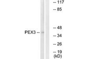 Western blot analysis of extracts from HeLa cells, using PEX3 Antibody. (PEX3 antibody  (AA 12-61))