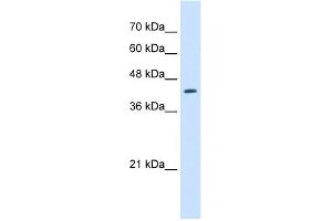 WB Suggested Anti-RNF165 Antibody Titration:  2. (RNF165 antibody  (N-Term))