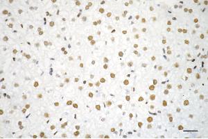 Immunohistochemistry was performed on paraffin-embedded mouse liver using RBBP4 antibody (ABIN7800185), 1:200). (Recombinant Retinoblastoma Binding Protein 4 antibody)