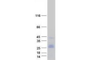 Validation with Western Blot (CD9 Protein (CD9) (Myc-DYKDDDDK Tag))