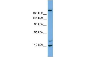 Western Blotting (WB) image for anti-Inositol Polyphosphate-5-Phosphatase F (INPP5F) (N-Term) antibody (ABIN2786063)